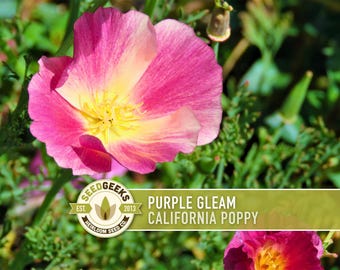 Purple Gleam California Poppy Seeds, Pink Flowers, Heirloom Non-GMO