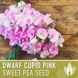 Sweet Pea, Cupid Pink Dwarf Flower Seeds - Heirloom Seeds, Flower Seeds, Fragrant Flower, Pollinator Garden, Open Pollinated, Non-GMO