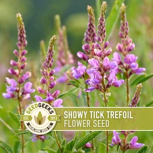 Showy Tick Trefoil Flower Seeds – Heirloom, Pollinator Garden