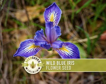 Wild Blue Iris Flower Seeds - Missouri Native, Non-GMO