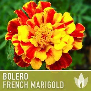 Bolero French Marigold Seeds, Crimson Gold Blooms, Dwarf Heirloom Flower (50 Seeds) image 8