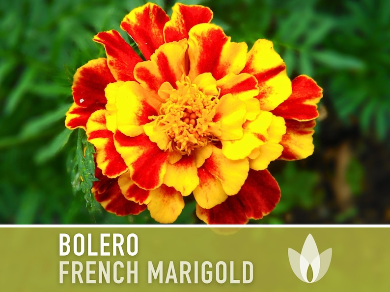 Bolero French Marigold Seeds, Crimson Gold Blooms, Dwarf Heirloom Flower (50 Seeds) image 8