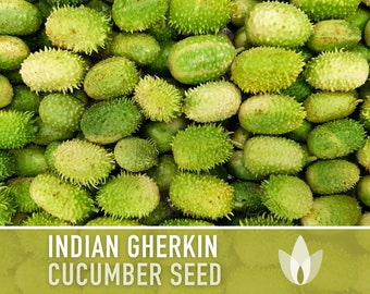 West Indian Gherkin Cucumber Seeds - Heirloom Seeds, Cucamelon, Pickling Cucumber, High Yield, Mouse Melon, Open Pollinated, Non-GMO