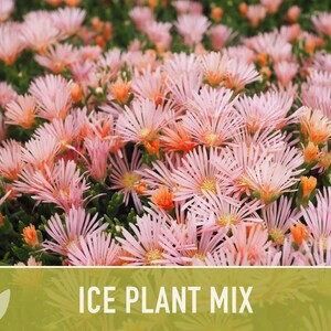 Ice Plant Flower Seeds – Rainbow Mix, Ground Cover, 150 Non-GMO Seeds image 8