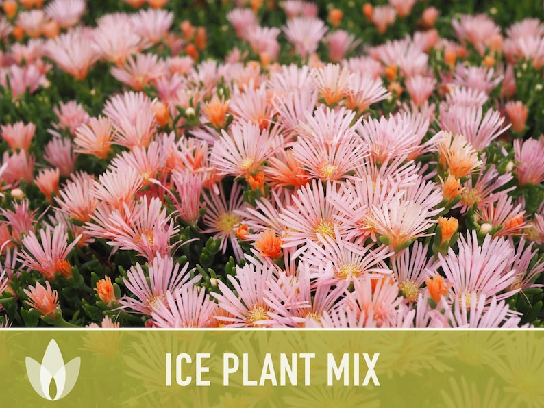 Ice Plant Flower Seeds – Rainbow Mix, Ground Cover, 150 Non-GMO Seeds image 8