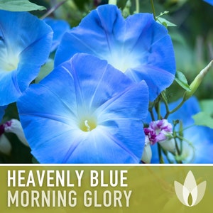 Morning Glory, Heavenly Blue Heirloom Seeds, Flower Seeds, Vine