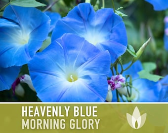 Morning Glory - Heavenly Blue Seeds