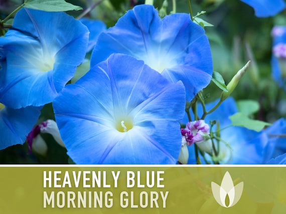 Morning Glory, Heavenly Blue Heirloom Seeds, Flower Seeds, Vine