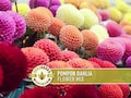 Pompon Dahlia Flower | 25+ Seeds, Heirloom, Pollinator Friendly, Bright Globe-Shaped Blooms, Dahlia Variabilis