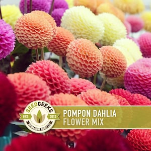 May include: A colourful assortment of pompon dahlias in shades of pink, orange, yellow, and red. The flowers are spherical and densely packed with petals. The image includes the text "Pompon Dahlia Flower Mix."