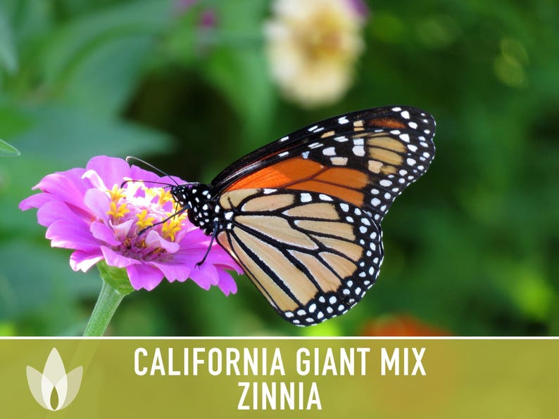 California Giant Zinnia Seed Mix | 100+ Seeds, Heirloom Flowers, Butterfly Garden, Zinnia elegans image 12