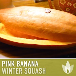 Pink Banana Winter Squash Seeds - Heirloom Seeds, Giant Butternut Squash, Summer Squash, Open Pollinated, Non-GMO