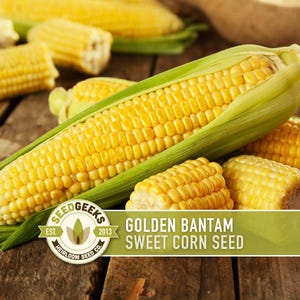May include: Close-up of several ears of Golden Bantam sweet corn, some husked, others partially. The kernels are a bright yellow, and the husks are green. The image includes the text "Golden Bantam Sweet Corn Seed" and a logo.