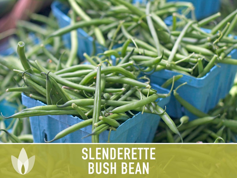 Slenderette Bush Bean Seeds Heirloom Seeds Stringless Bean - Etsy