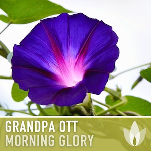 Peut inclure: Une fleur de gloire du matin d'un violet éclatant avec un centre rose, s'épanouissant sur un fond de feuilles vertes. La fleur est entièrement ouverte, mettant en valeur ses pétales délicats et ses détails complexes. Le texte "Grandpa Ott Morning Glory" est affiché sous la fleur.