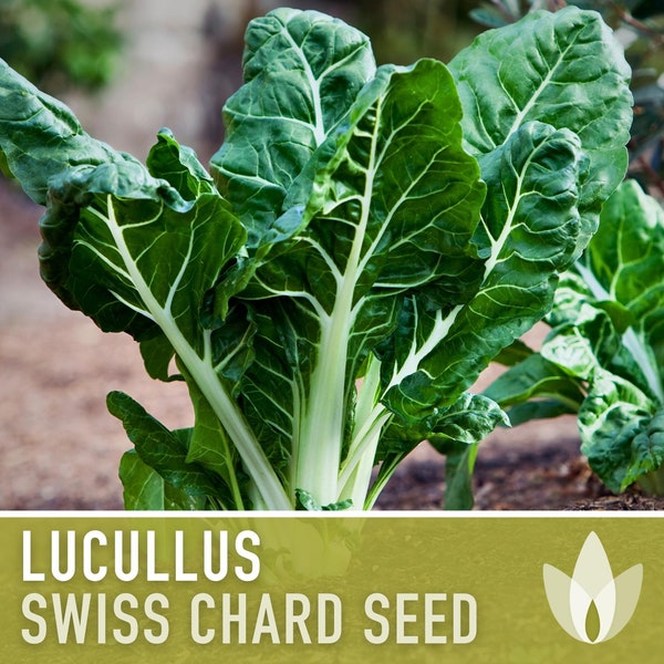 Lucullus Swiss Chard Heirloom Seeds - Summer Lettuce, Slow Bolt, Open Pollinated, Non-GMO