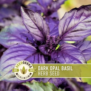May include: Close-up of dark purple basil leaves. The leaves have a textured surface and are a deep shade of purple with hints of green. The image includes a logo that reads "SEEDGEEKS" and the text "DARK OPAL BASIL HERB SEED."