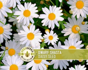 Dwarf Shasta Daisy Seeds - Heirloom, Edible, Cut Flowers