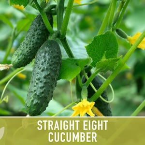 Straight Eight Cucumber seeds | Blue