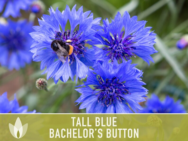 Bachelor's Button Tall Blue Flower Seeds Heirloom Etsy