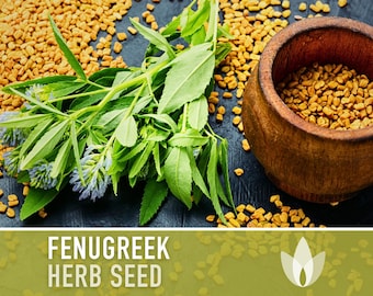 Fenugreek Herb Heirloom Seeds