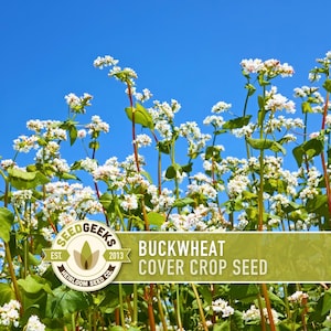 May include: A field of buckwheat plants with white flowers and green leaves against a bright blue sky. The image includes a logo that says "SEEDGEEKS" and a banner that reads "BUCKWHEAT COVER CROP SEED."