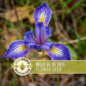May include: A close-up of a Wild Blue Iris flower seed. The flower has vibrant purple petals with yellow and white accents. The image includes the text "SEED GEEKS" and "WILD BLUE IRIS FLOWER SEED" on a green banner.