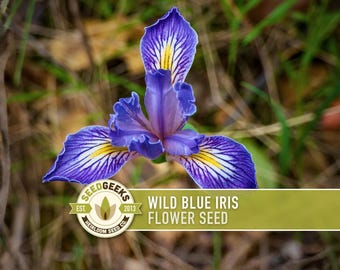 Wild Blue Iris Flower Seeds – Missouri Native, Heirloom Non-GMO