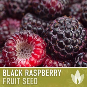 Black Raspberry Seeds - Heirloom Seeds, Medicinal Plant, Open Pollinated, Non-GMO