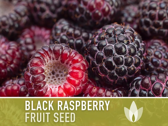 Semillas de frambuesa negra (Rubus occidentalis) 25