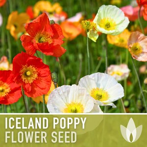 Iceland Poppy Seeds – Pastel Flower Mix, Pollinator Friendly image 5