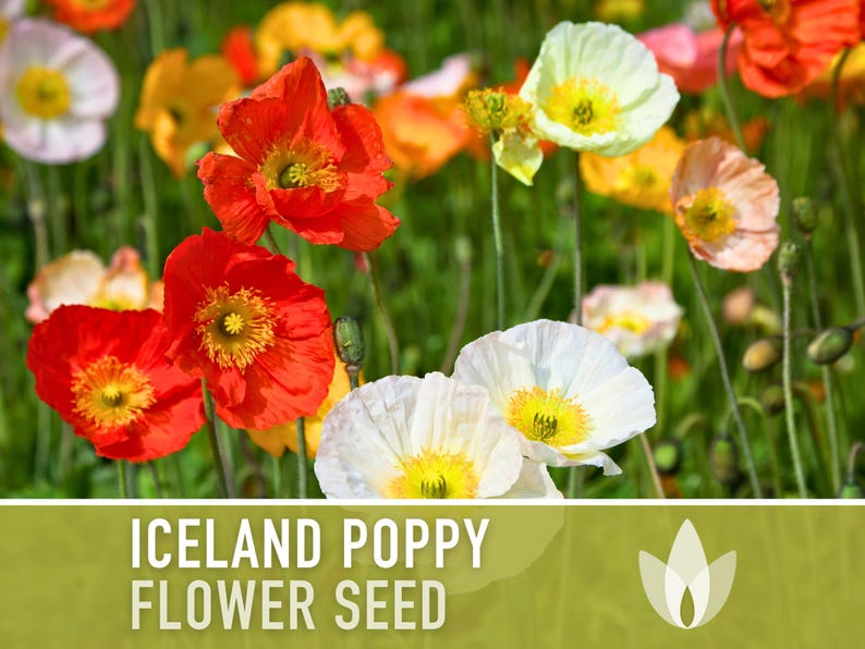 Iceland Poppy Seeds – Pastel Flower Mix, Pollinator Friendly image 5