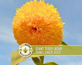 May include: A close-up of a Giant Teddy Bear sunflower seed head with bright yellow-orange petals. The flower is in full bloom against a blue sky. The image includes the text "Giant Teddy Bear Sunflower Seed" and the Seed Geeks logo.