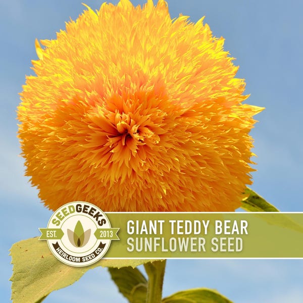 Graines de tournesol d'ours en peluche géant – Héritage, sans OGM