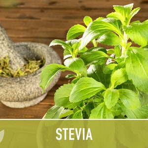 Stevia Sugar Leaf Seeds Heirloom Seeds, Natural Sweetener, Sugar Substitute, Zero Calories, Sweet Herb, Stevia Rebaudiana, Non-GMO image 5