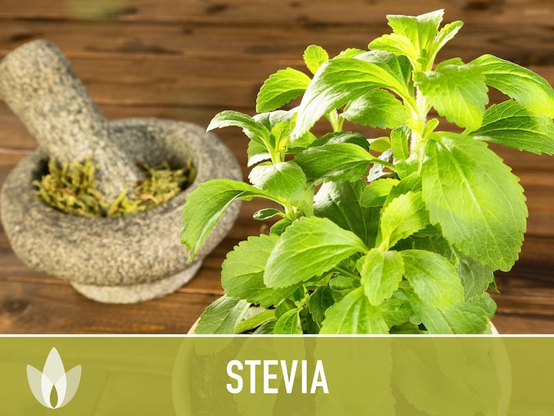 Stevia Sugar Leaf Seeds Heirloom Seeds, Natural Sweetener, Sugar Substitute, Zero Calories, Sweet Herb, Stevia Rebaudiana, Non-GMO image 5