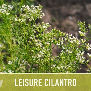 Leisure Cilantro Seeds - Slow Bolting Coriander, Non-GMO image 11