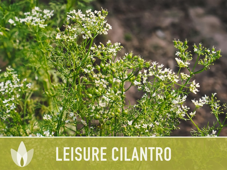 Leisure Cilantro Seeds - Slow Bolting Coriander, Non-GMO image 11