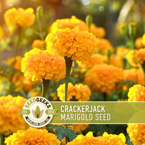Crackerjack Marigold Seeds, Heirloom Edible Flowers
