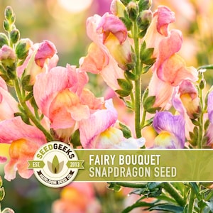 May include: A cluster of snapdragon flowers in shades of pink, yellow, and lavender with green stems. A rectangular label features the text SEEDGEEKS EST. 2013 HEIRLOOM SEED CO. and FAIRY BOUQUET SNAPDRAGON SEED in white and dark green lettering.