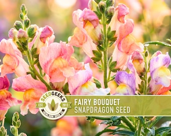 Fairy Bouquet Snapdragon Seeds | 100+ Seeds, Dwarf, Spurred, Quick Blooms | Linaria maroccana