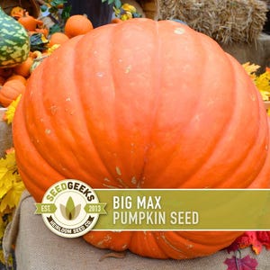 May include: A large, vibrant orange Big Max pumpkin dominates the frame, showcasing its ribbed texture. The image includes a variety of smaller pumpkins and gourds, with the text "Big Max Pumpkin Seed" and a logo from Seed Geeks.