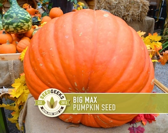 Big Max Pumpkin Seeds – Heirloom, Non-GMO, Jack-O-Lantern & Pie