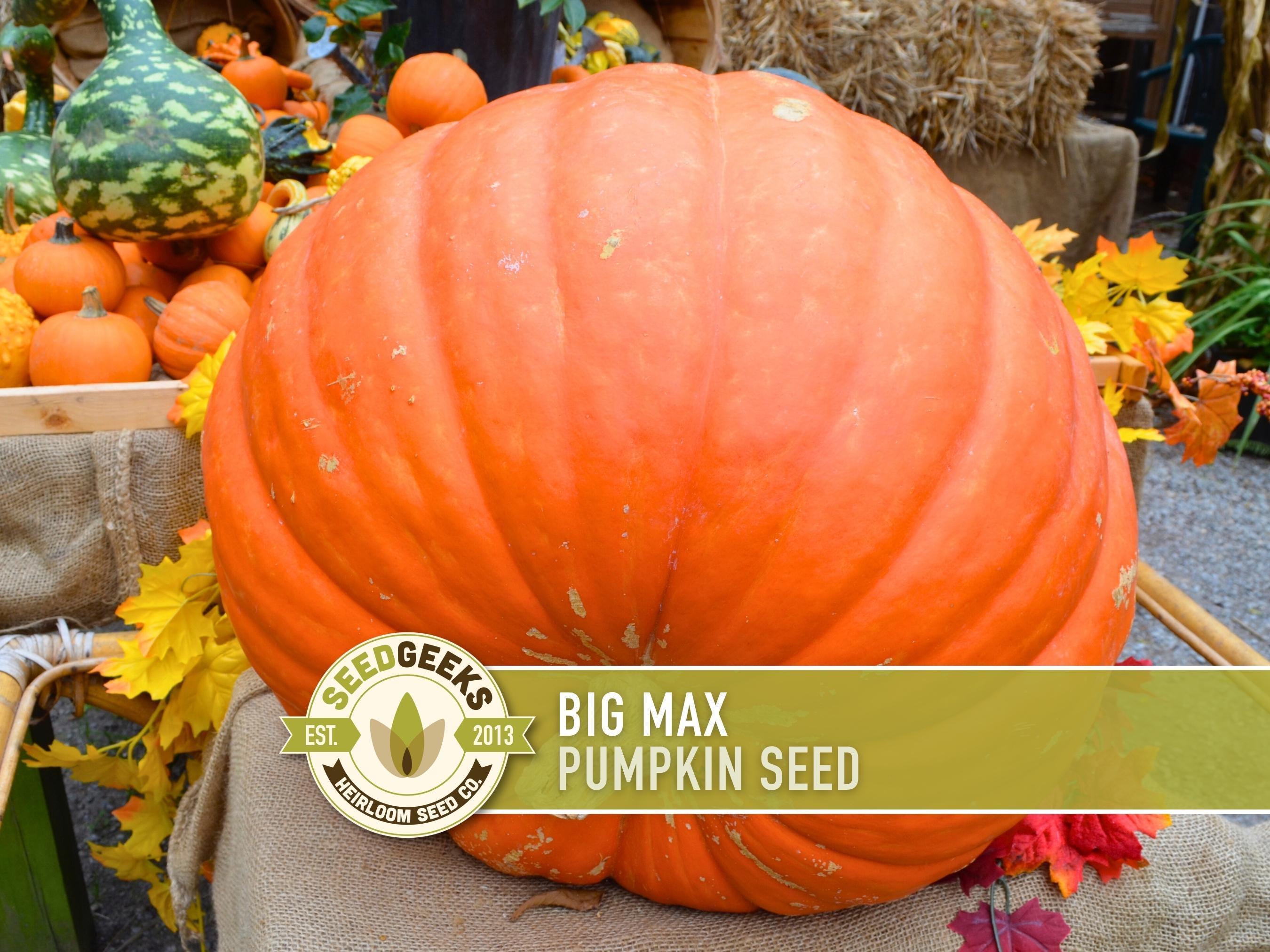 Big Max Pumpkin Seeds – Heirloom, Non-gmo, Jack-o-lantern & Pie - Etsy