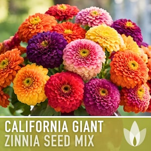 Zinnia, California Giant Mix Heirloom Seeds, Flower Seeds