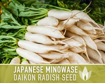 Japanese Minowase Daikon Radish Heirloom Seeds