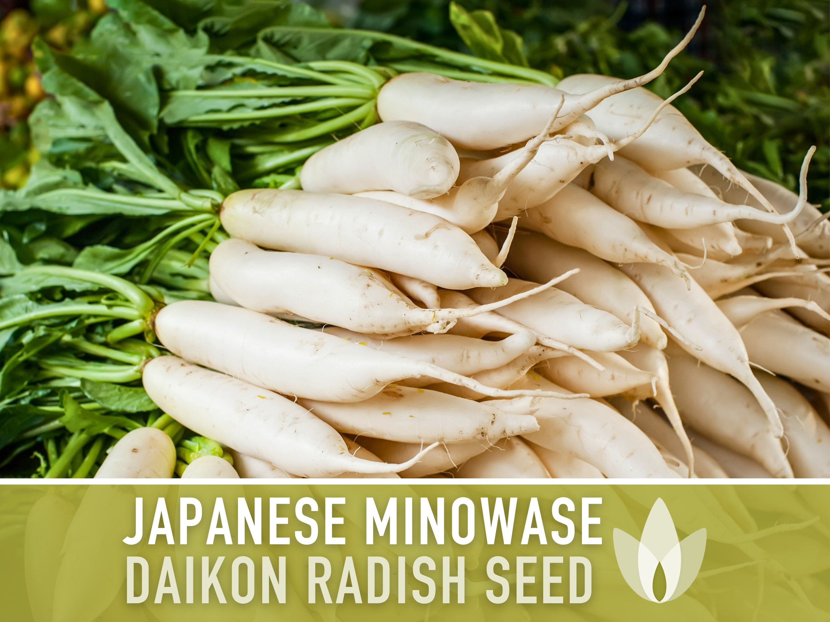 Daikon Radish - 1/4 Lb ~10,700 Seeds - Non-GMO, Heirloom, Open Pollinated - Vegetable Gardening, Sprouting & Micro Greens Seeds, Size: 4 Oz