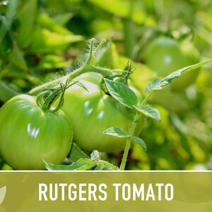 Rutgers Heirloom Tomato Seeds | Organic Garden, Canning & Soup | Open Pollinated, Non-GMO, Disease-Resistant | 50+ Seeds image 11