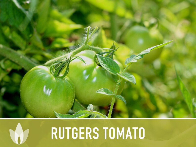 Rutgers Heirloom Tomato Seeds | Organic Garden, Canning & Soup | Open Pollinated, Non-GMO, Disease-Resistant | 50+ Seeds image 11