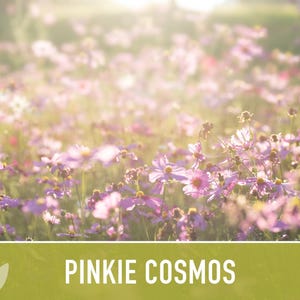 Semillas de flor Pinkie Cosmos, reliquia, aptas para polinizadores imagen 9